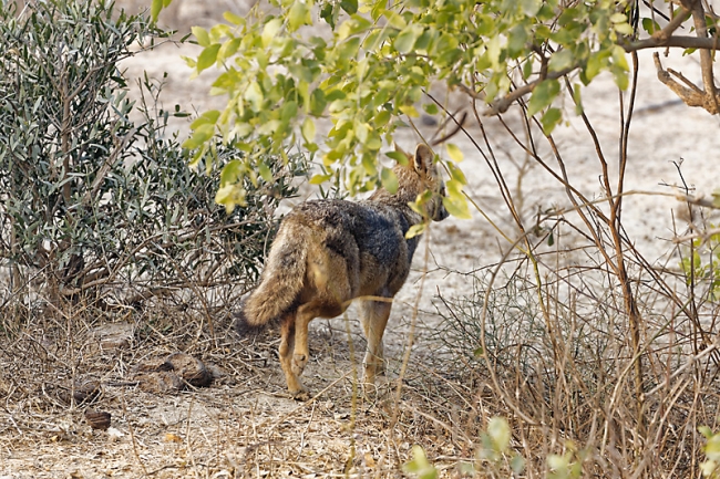 Keoladeo national park-017